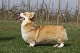 CORGI PEMBROKE 904